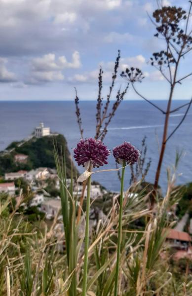 capo miseno in-canto
